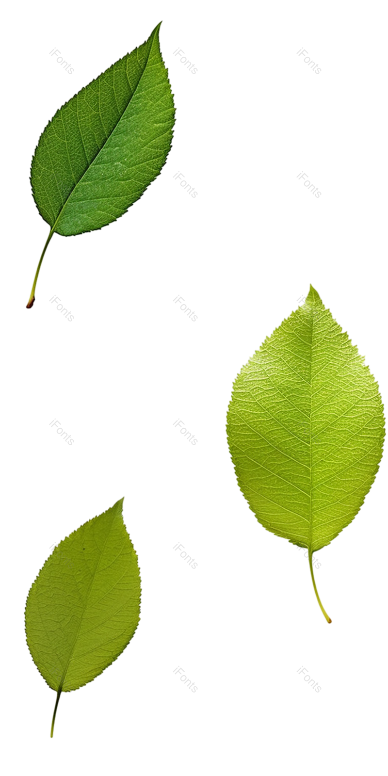 叶子图片,装饰元素,纹理PNG,元素免抠素材